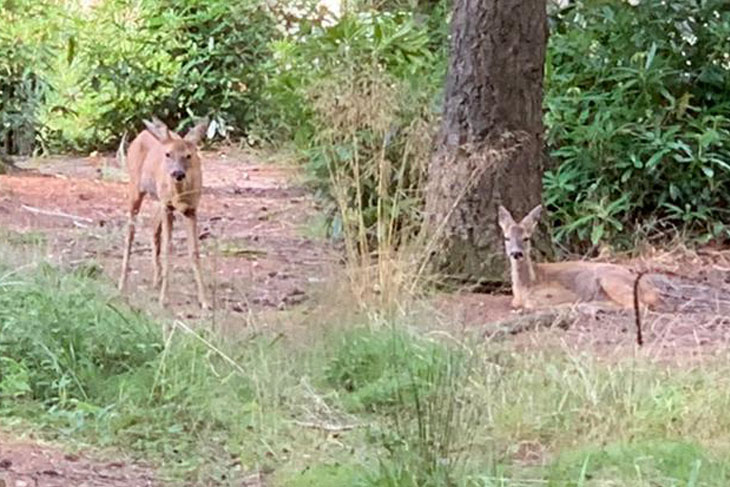 Centre Parcs is not just about activity and fun, it is really worth spending some quiet time outside to see the wildlife.