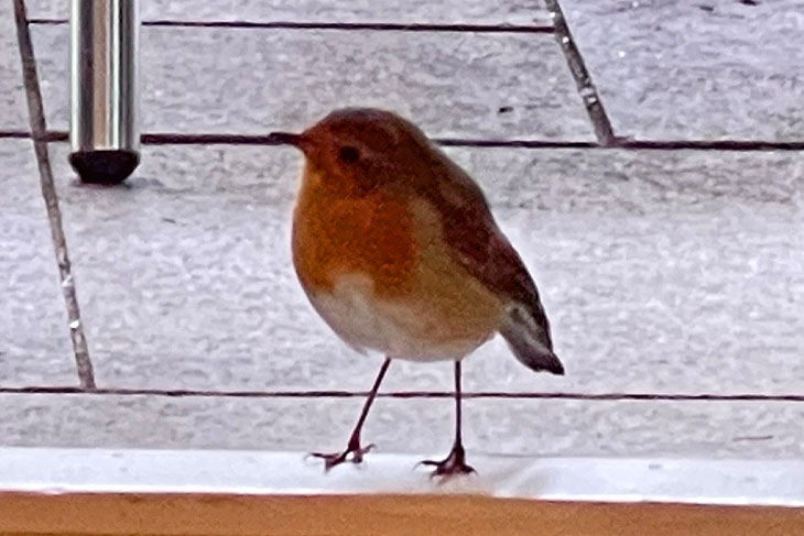 Our Christmas in September was even attended by a lovely, friendly robin.