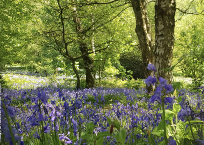 A carpet of native bluebells in the woods at Cam Peak, Dursley, Stroud in the Cotswolds AONB. Image copyright Rachael Emous-Austin